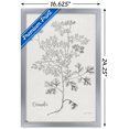 thumbnail image 3 of Jean Plout - Botanical Studies on Paper Coriander Wall Poster, 14.725" x 22.375" Framed, 3 of 6
