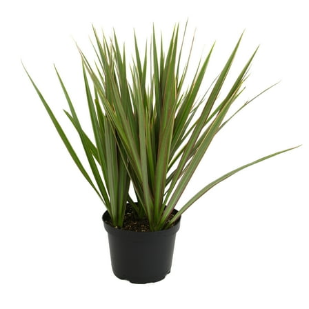 Dracaena 'Bicolor' Dragon Tree | 6in. Grow Pot; Filtered Sunlight | Expert Gardener by Altman Plants