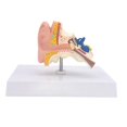 thumbnail image 3 of Modelo de oído humano Modelo de anatomía médica Modelo de oído anatómico profesional de PVC extraíble para exhibición de estudio de oficina en, 3 of 9
