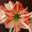 A, variant on Hydroponic/Pot Amaryllis-Bulbs For Planting - Premium Garden Stake