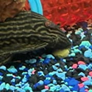 3.5mm - 1/8 Sinking Wafers of Algae, Spirulina, Veggies, All Fish, African Cichlids, Shrimp, Snails, Crabs, Catfish, Plecos - 1-lb 4.3oz Clear Bag