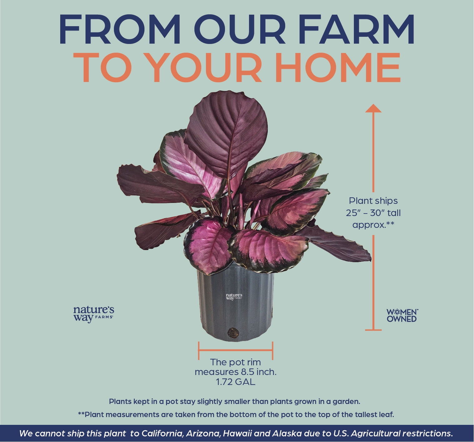 Nature’s Way Farms Calathea Rosy Indoor Live Plant (25-30in Tall) in Grower Pot