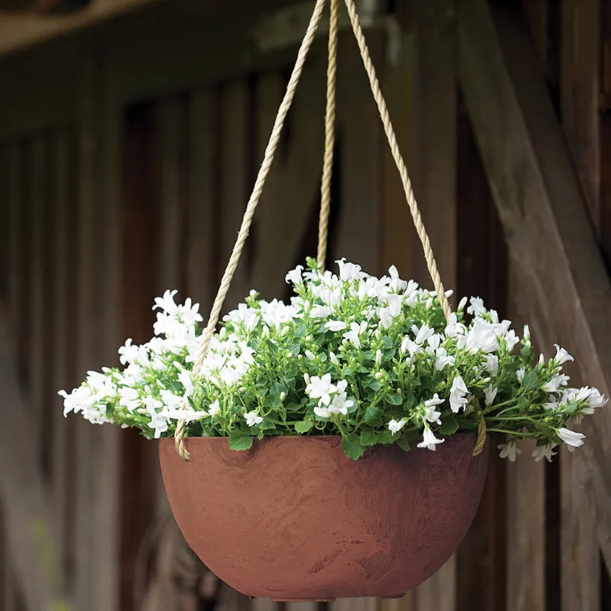 Root & Vessel Napa Hanging Bowl Planter, Rust, 12"