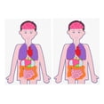 thumbnail image 1 of 2 Sets of Teaching Aids Human Organs Models DIY Teaching Aids for Children, 1 of 8