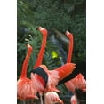 thumbnail image 2 of Millet, Karyn 23x32 White Modern Wood Framed Museum Art Print Titled - Flamingos I, 2 of 4