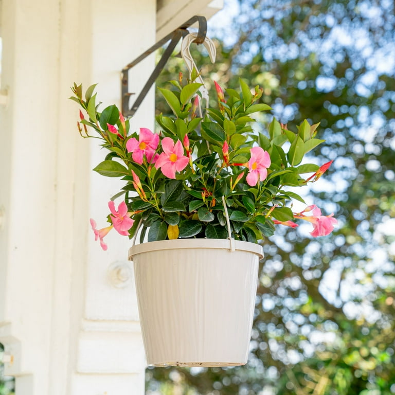 Island Blooms 24" Mandevilla Live Outdoor Plant in 10" Hanging Pot -  Walmart.com