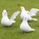 thumbnail image 5 of Simulate Pigeon Lovely Crafts Figure Paisaje Estatuas Adornos Outdoor , B, 5 of 8