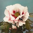 thumbnail image 2 of Kazumasa, Ogawa 12x12 Black Ornate Wood Framed with Double Matting Museum Art Print Titled - Tree Peony II, 2 of 4