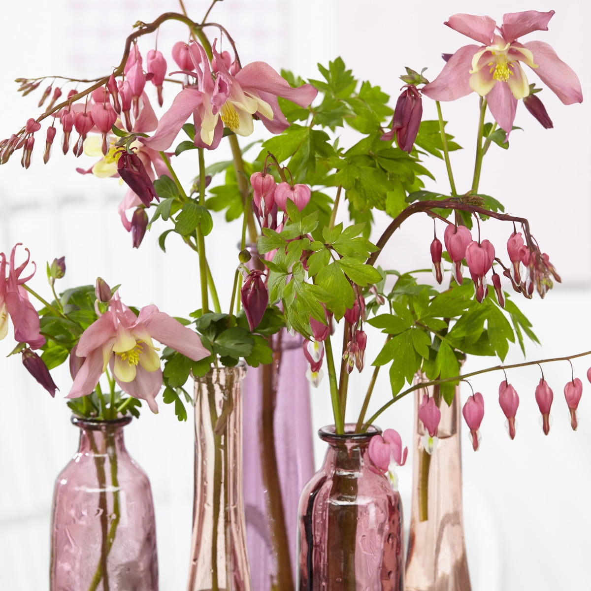 Van Zyverden Aquilegia Columbine Pink Barlow Set of 5 Plant Roots Pink Partial Sun Perennial Pollinator 1 lb