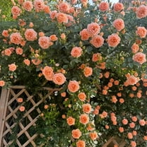 30 Seeds Polka Climbing Rose Seeds - Non- Flower Seeds for Enthusiasts