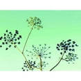 thumbnail image 3 of Bell, Lillian 24x19 Black Modern Framed Museum Art Print Titled - Cow Parsley II, 3 of 5