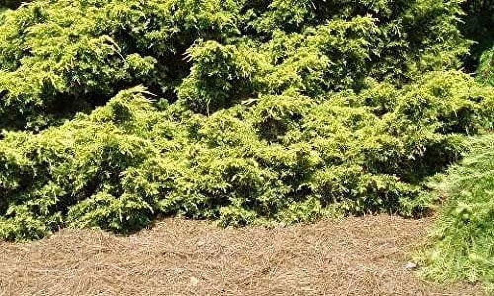 Saybrook Gold Juniper - 30 Live Plants - Juniperus Chinensis - Hardy Evergreen Ground Cover