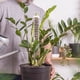 thumbnail image 4 of Poste de plástico para musgo de monstera, postes para plantas trepadoras, soporte para plantas de interior, funciona con musgo sphagnum (botella), 4 of 5