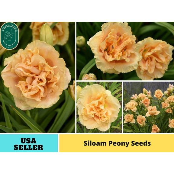 10 Seeds| Siloam Peony Display Reblooming Daylily - Authentic Seeds - Perennial~GMO Free~~Flower seeds ~ Asian Garden~ Herbs B5G1 B048