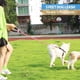 thumbnail image 5 of RESISTENTE: la correa para perros está hecha con la cuerda de escalada de roca de 1/2 pulgada de diámetro más resistente y un gancho de clip muy duradero para que tú y tu perro estén seguro, 5 of 5