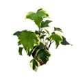 thumbnail image 6 of BubbleBlooms Variegated Algerian Ivy, Hedera Algeriensis, 4-inch Canary Island Ivy Plant, 6 of 6