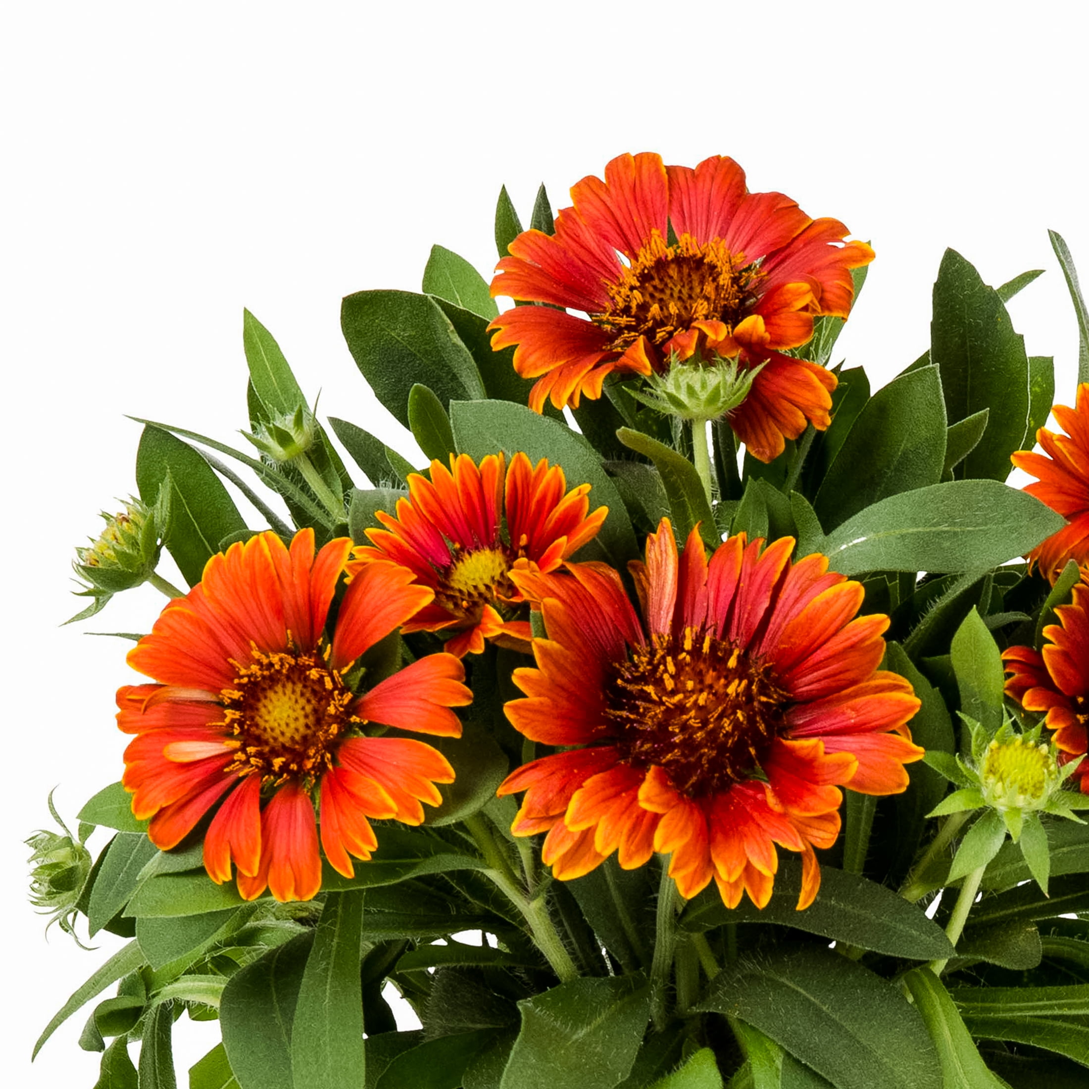 Better Homes & Gardens Multicolor Gaillardia Live Perennial Plant, Full Sun, 3-Pack