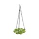 thumbnail image 2 of Comedero Para Pájaros De Plástico Comedero para pájaros con forma de trébol verde de cuatro hojas, colgante para exteriores, doble uso, para agua y comida de jardín (1 unidad) JASKFLY, 2 of 9