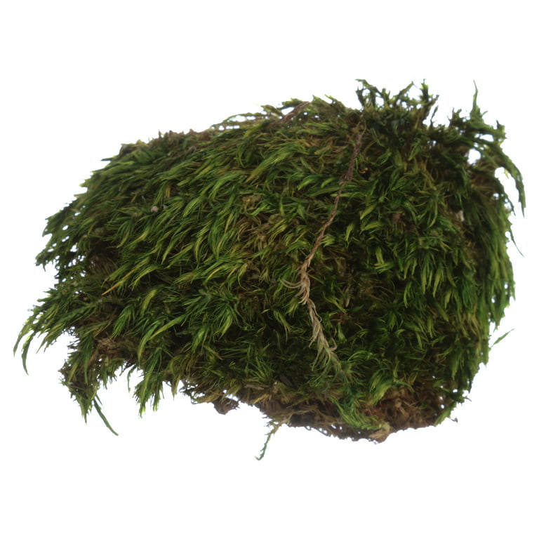 Galapagos Pillow Moss, Green Natural Dry, 150in3 Header Bag Reptile