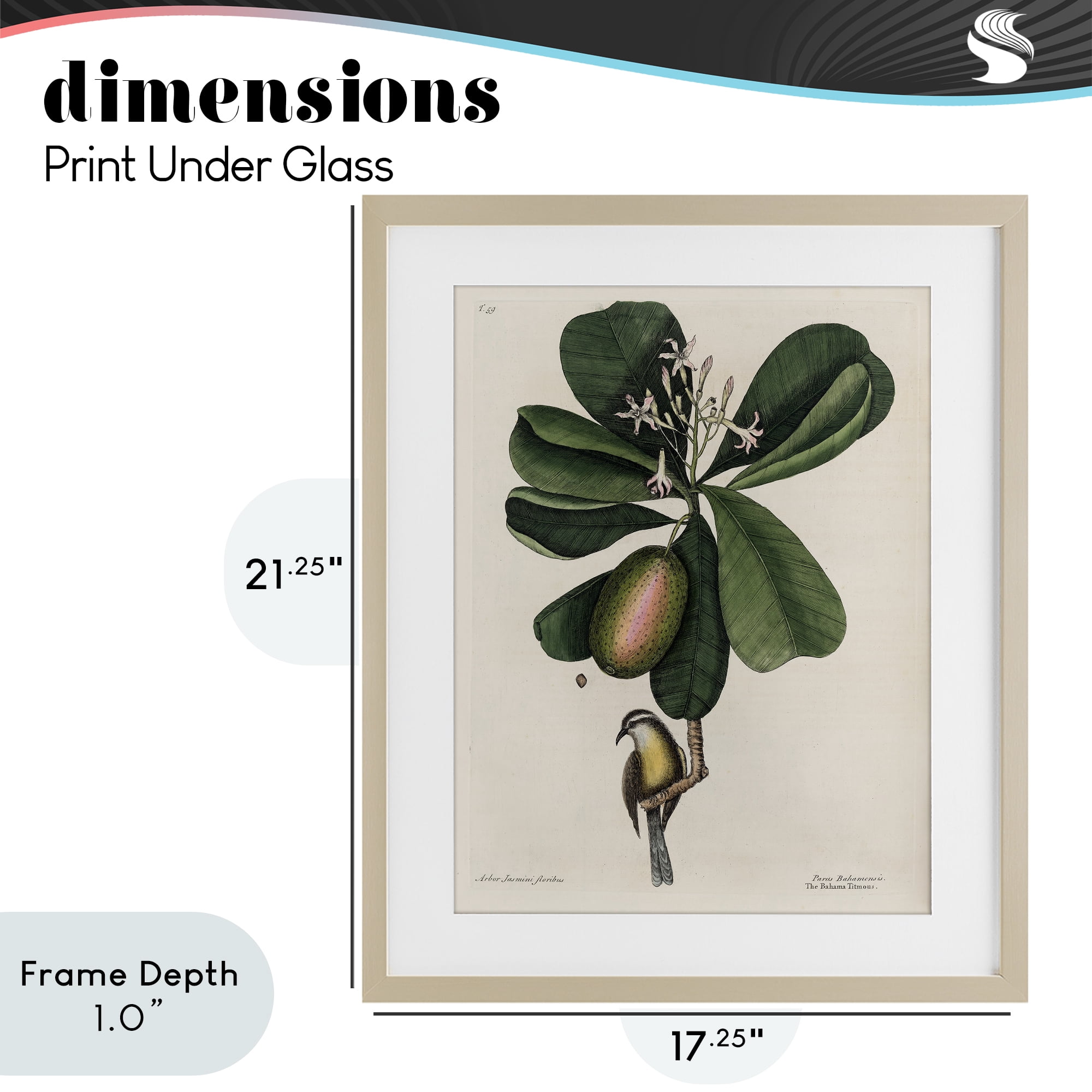 Stupell Industries Catesby Flora & Fauna Birch Framed Print Under Glass, design by Print Collection