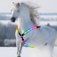 thumbnail image 1 of USB Recargable DYNWAVEMX Collar de Coraza de Pecho Luces LED Nylon, 1 of 8