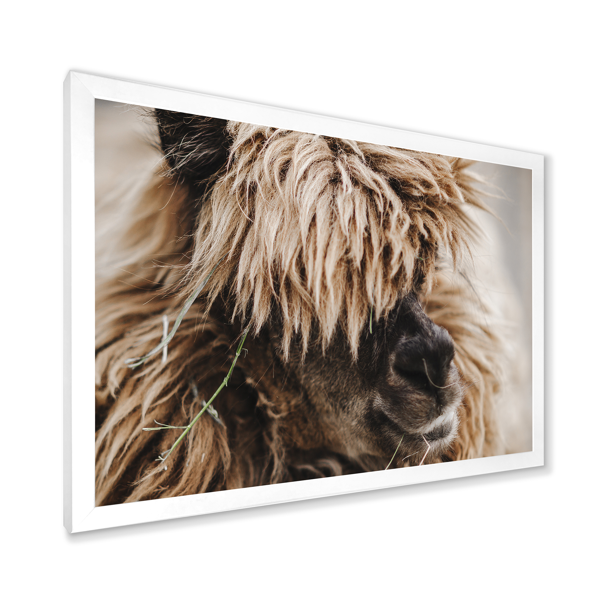 Designart 'Close Up Of Fluffy Curly Alpaca' Farmhouse Framed Art Print
