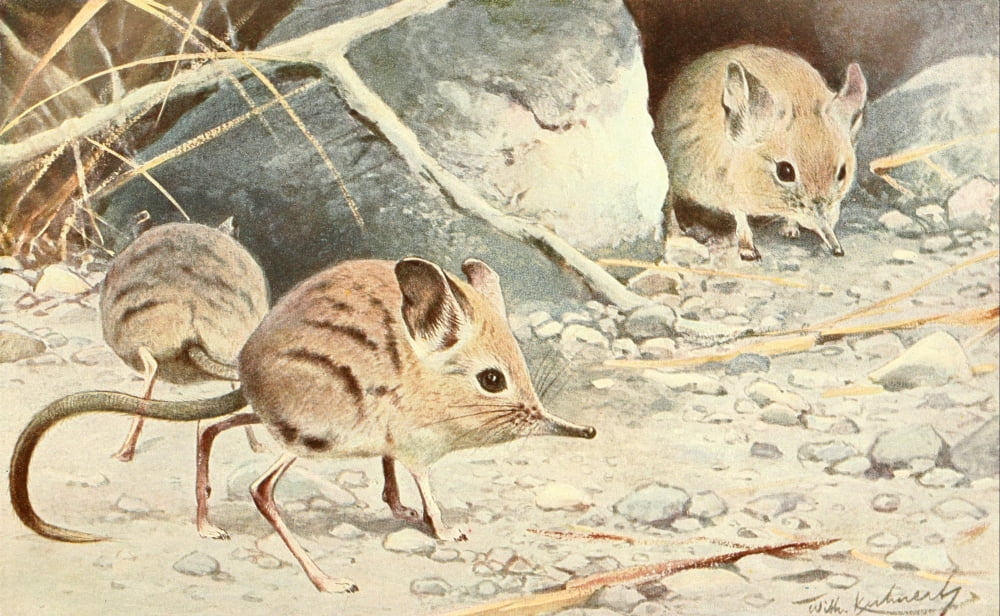 Brehms Tierleben 19