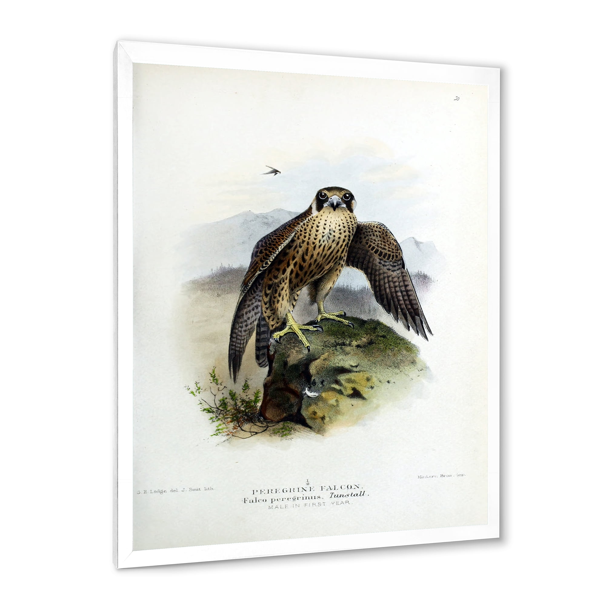 Designart 'Ancient Bird Life VIII' Traditional Framed Art Print
