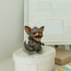 thumbnail image 3 of Figura de perro monstruo de resina, ideal para decoración del hogar, decoración de interiores, figuras de acción, coleccionables, para sala de estar, material de resina, tamaño mediano., 3 of 8