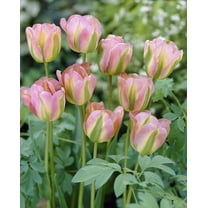 25 "Greenland" Pink and Green Tulip Bulbs - Rare Green Tulips are a Sight to See - Perennial Garden Flowers