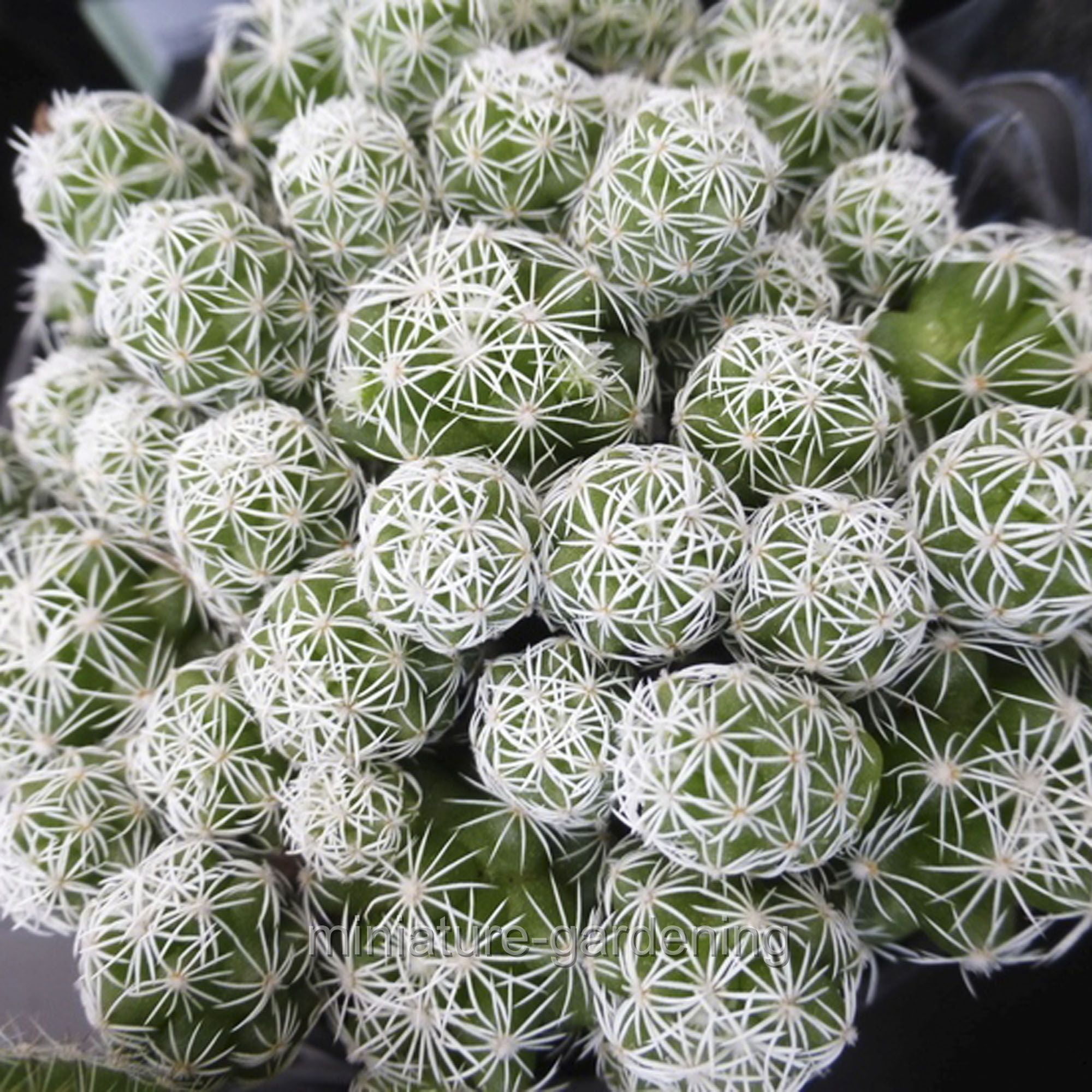 Mammillaria gracilis fragilis, Cactus, Thimble Cactus incl. Heat Pack