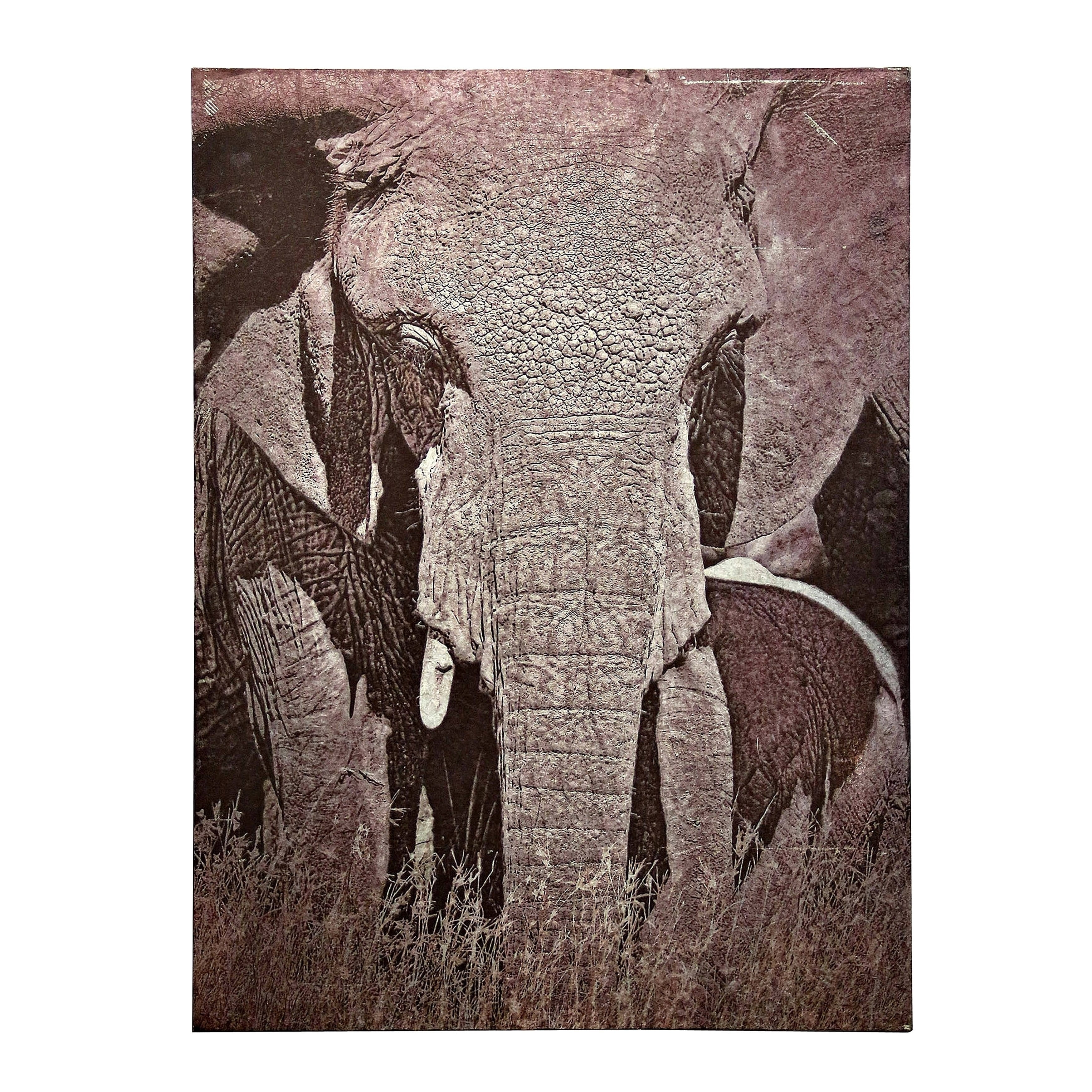 Tusker Printed On Metal Wall Art
