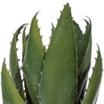 thumbnail image 2 of 11.5" Artificial Green Aloe Stem 2/bag, 2 of 2
