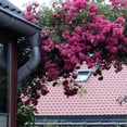 thumbnail image 3 of National Plant Network 3 gal. Rose Peggy Martin Shrub, 3 of 10