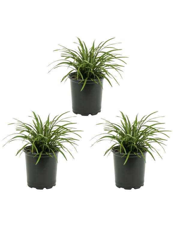 Perennials in Live Plants