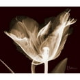 thumbnail image 3 of Koetsier, Albert 13x12 Black Modern Framed Museum Art Print Titled - Single Tulip Brown on Red, 3 of 5