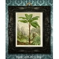 thumbnail image 5 of Verschaffeltia Splendida Palm Botanical Print - 11x14 Unframed Art Print - Great Wall Decor for Bathrooms and Bedrooms, 5 of 6