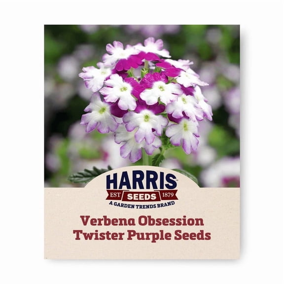 Harris Seeds - Verbena Obsession Twister Purple Seeds - 250 Seeds