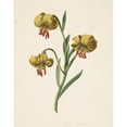 thumbnail image 2 of M. de Gijselaar 12x14 Black Ornate Wood Framed Double Matted Museum Art Print Titled: Branch with Three Lilies (1834), 2 of 5