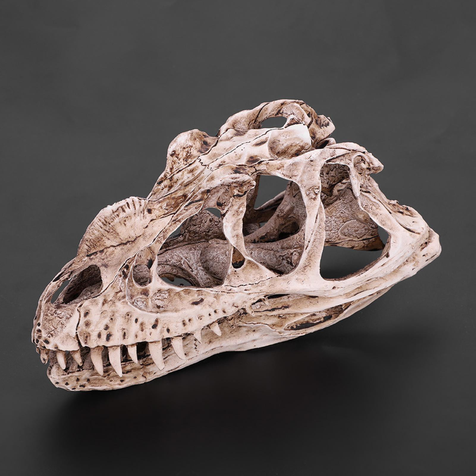 Khall Dinosaur Skull Model, Animal Skull Model,Resin Dinosaur Skull Model  Simulated Animal Skeleton Home Office Decor Craft Teaching Prop | Walmart  Canada