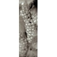 thumbnail image 2 of Blaustein, Alan 11x24 White Modern Wood Framed Museum Art Print Titled - Grapes Pano - 11, 2 of 4