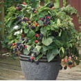 thumbnail image 5 of Set 2 Chester Thornless Blackberry Plants 4-7" Tall for Planting, Blackberry Bush Tree, Thornless Black Berry Plant, Sweet Fruit Plant for Garden, 5 of 5