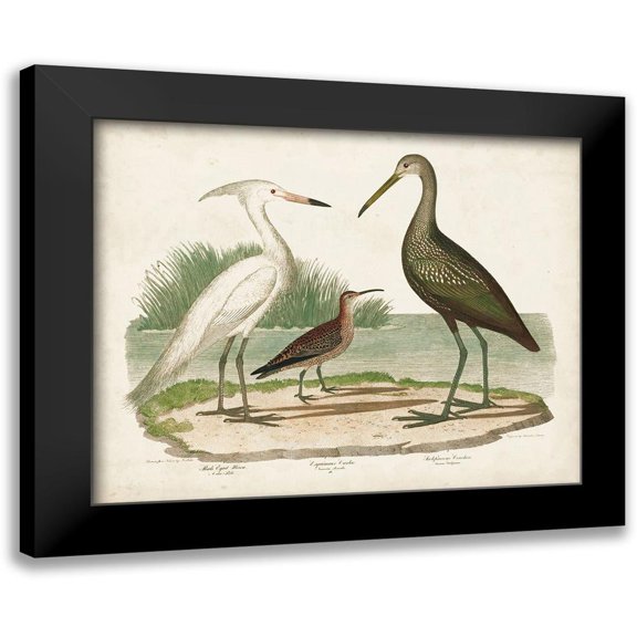 Wilson, Alexander 14x12 Black Modern Framed Museum Art Print Titled - Waterbird Trio I