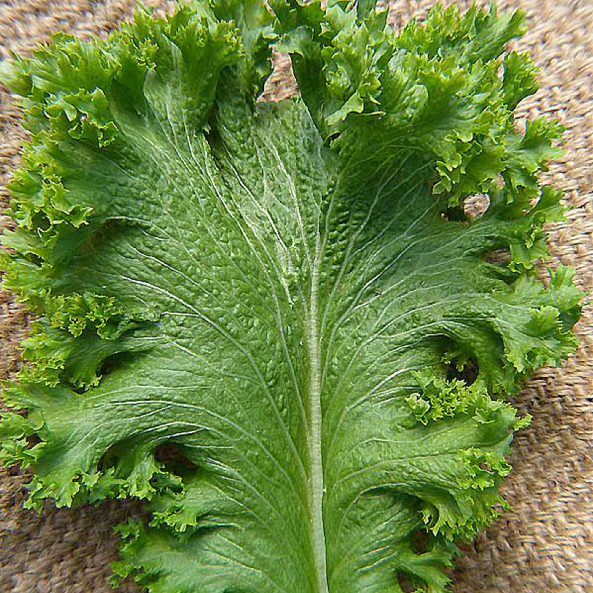 Organic Green Wave Mustard Seed 1/4 LB Bulk 60,000 Seeds Organic