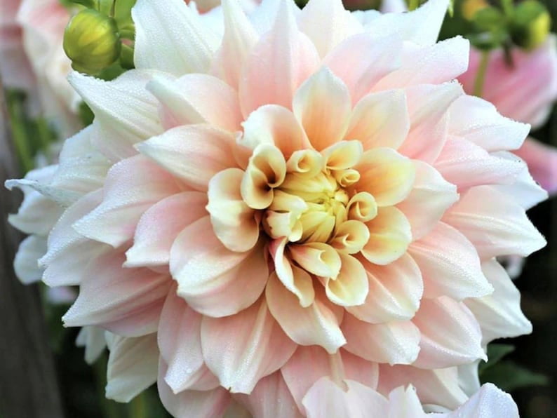 40 Seeds Dinnerplate Break Out Dahlia Seeds Pollinator Friendly Heirloom Flower Seeds Mix Seeds D032