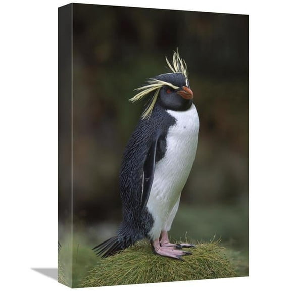 12 x 18 in. Rockhopper Penguin Portrait, Gough Island, South Atlantic Art Print - Tui De Roy