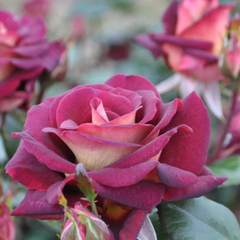 30 Dark Night Hybrid Tea Rose Seeds