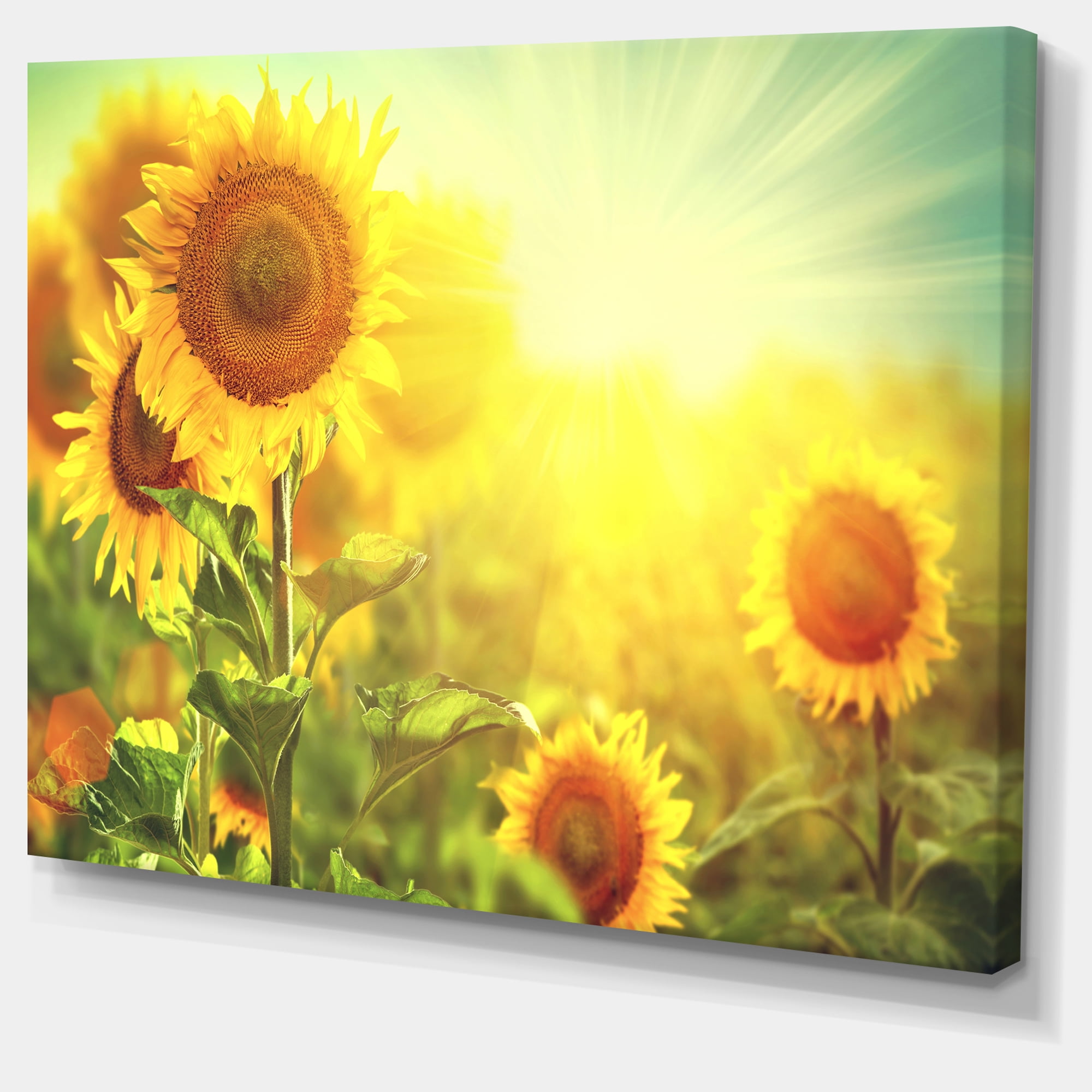 scooters sunflowers nudist