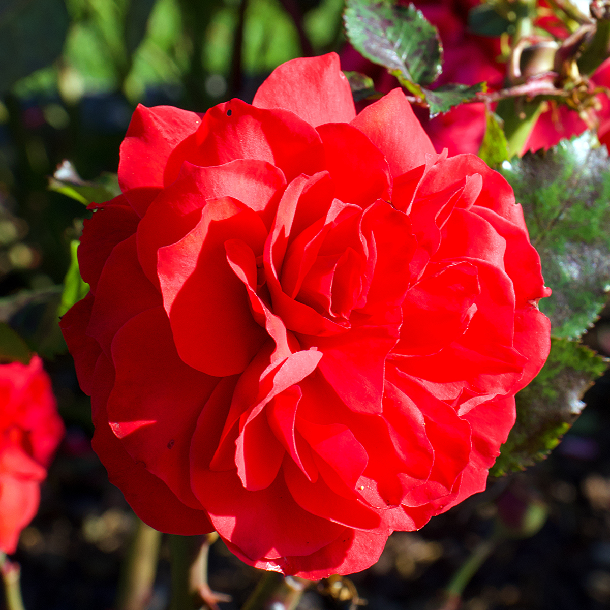 Van Zyverden Roses Europeana 1 Plant Root Stock Red Partial Sun Perennial Flowering 3 lbs