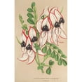 thumbnail image 2 of Charles Antoine Lemaire 13x18 Black Ornate Wood Framed Double Matted Museum Art Print Titled - Clianthus Dampieri (V. Flower Red-Marginato) (1854-1896), 2 of 5